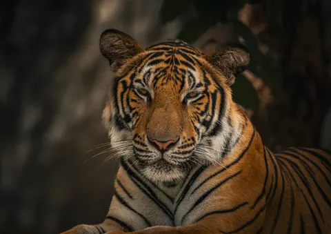 Tiger 4K Wallpaper · animals · 3840×2714