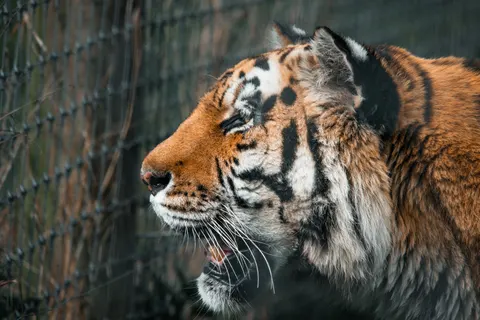 老虎 4K桌布 · animals · 3840×2563
