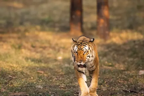 Sfondo Tigre 4K · animals · 3840×2560