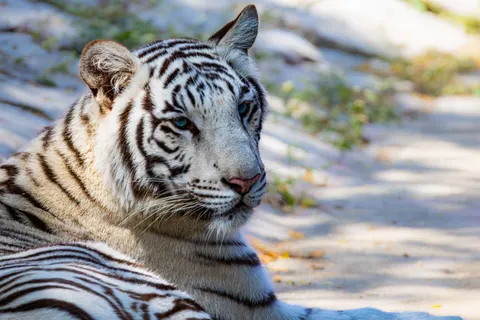 Tiger 4K Wallpaper · animals · 3840×2560