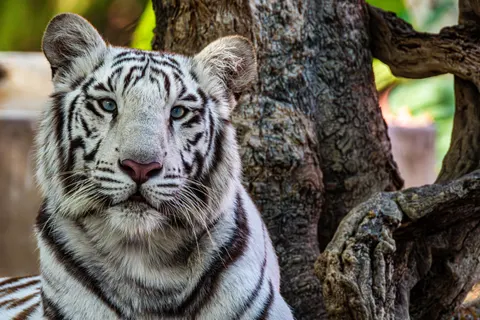 Sfondo Tigre 4K · animals · 3840×2560