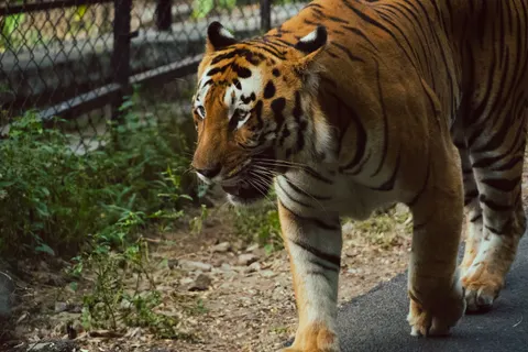 Tiger 4K Wallpaper · animals · 3840×2560