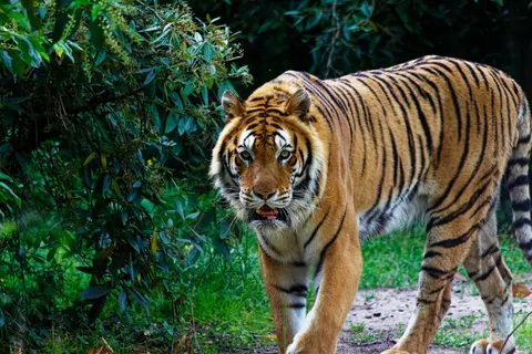 Hình nền Hổ 4K · animals · 3840×2560