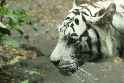 والپیپر ببر با کیفیت 4K · animals · 3840×2560