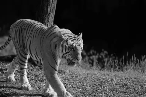 Sfondo Tigre 4K · animals · 3840×2560