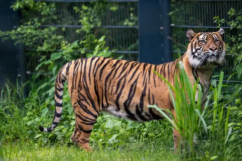 Sfondo Tigre 4K · animals · 3840×2560