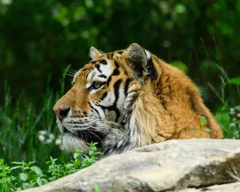 Tiger 4K Wallpaper · animals · 3840×3072