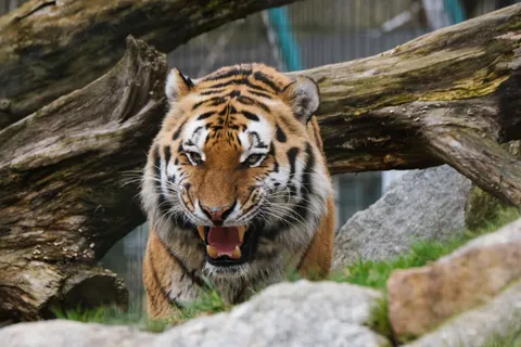 बाघ 4K वॉलपेपर · animals · 3840×2560