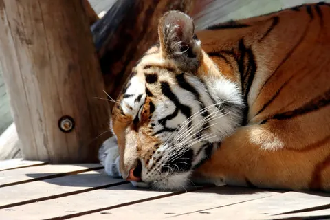 Tiger 4K Wallpaper · animals · 3840×2560