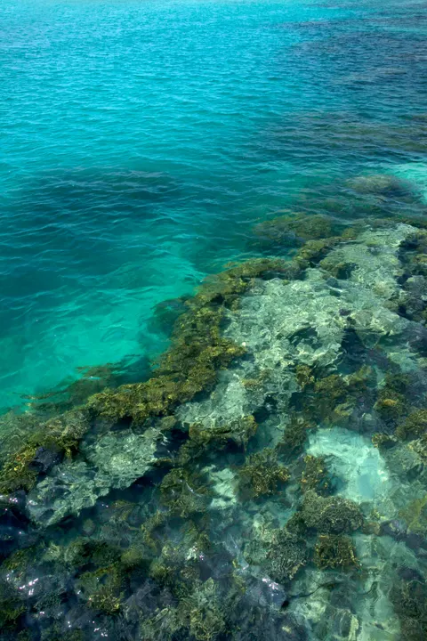 دریای شفاف والپیپر موبایل · ocean_v · 1440×2160