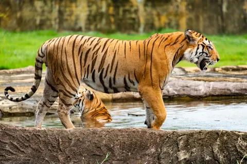 Tiger 4K Wallpaper · animals · 3840×2563
