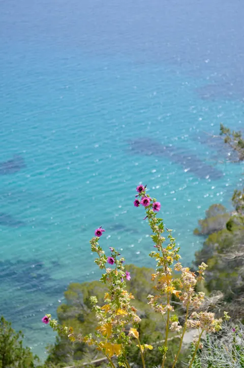 Mare Cristallino Sfondo per Telefono · ocean_v · 1440×2166