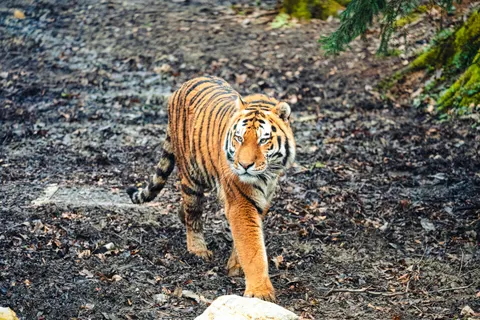 Tiger 4K Wallpaper · animals · 3840×2560