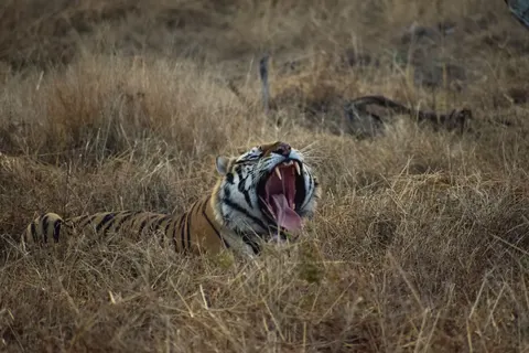 Tijger 4K-achtergrond · animals · 3840×2560
