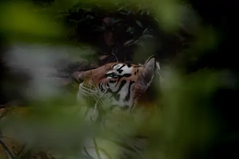Tiger 4K Hintergrundbild · animals · 3840×2560
