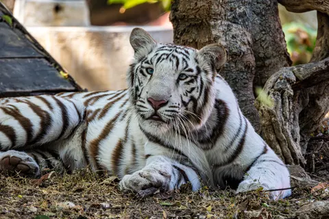 Tiger 4K Wallpaper · animals · 3840×2560