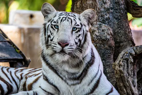 Tiger 4K Wallpaper · animals · 3840×2560