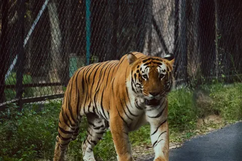 Wallpaper Harimau 4K · animals · 3840×2560