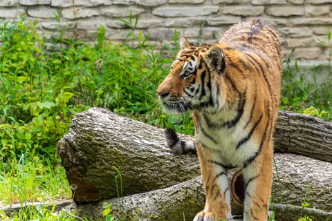 Tiger 4K Wallpaper · animals · 3840×2560