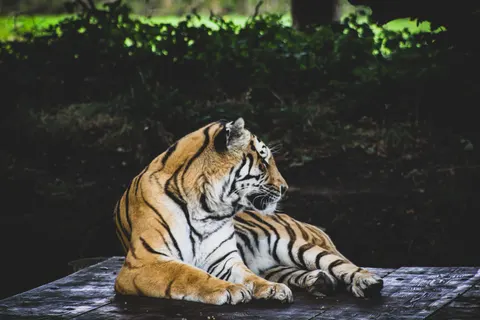 Fond d'écran Tigre 4K · animals · 3840×2560