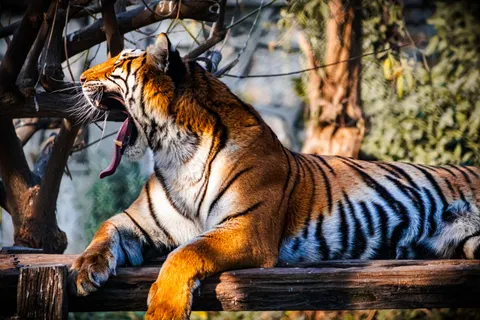 Tiger 4K Wallpaper · animals · 3840×2560