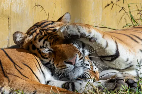 Sfondo Tigre 4K · animals · 3840×2560