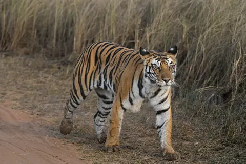 والپیپر ببر با کیفیت 4K · animals · 3840×2560