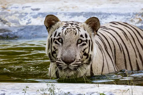 Tiger 4K Wallpaper · animals · 3840×2560