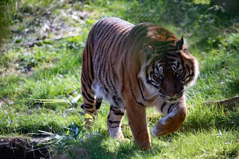 والپیپر ببر با کیفیت 4K · animals · 3840×2560