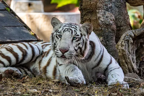 Tiger 4K Wallpaper · animals · 3840×2560