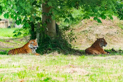 Tiger 4K Wallpaper · animals · 3840×2562