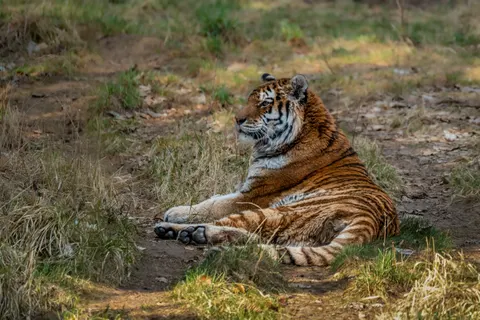 والپیپر ببر با کیفیت 4K · animals · 3840×2560