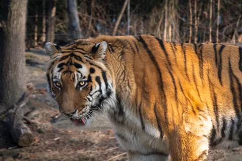 Fondo de pantalla Tigre 4K · animals · 3840×2560