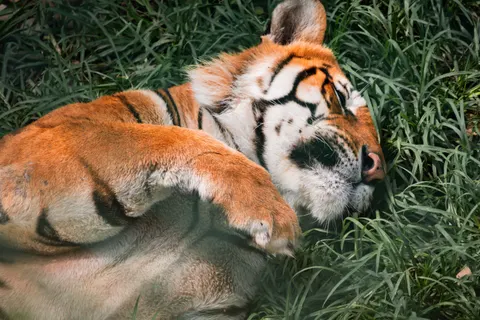 Hình nền Hổ 4K · animals · 3840×2560