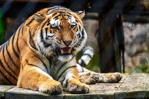 والپیپر ببر با کیفیت 4K · animals · 3840×2560