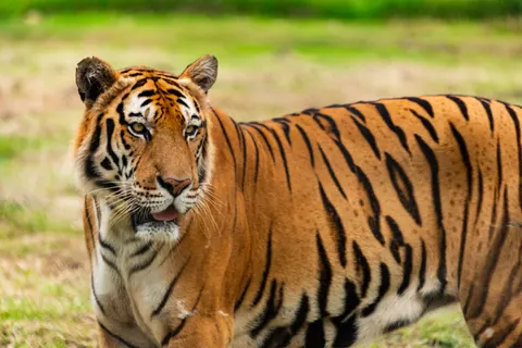 Hình nền Hổ 4K · animals · 3840×2563
