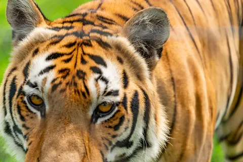 Sfondo Tigre 4K · animals · 3840×2563