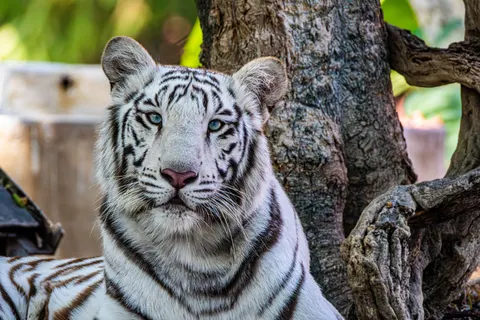Tiger 4K Wallpaper · animals · 3840×2560