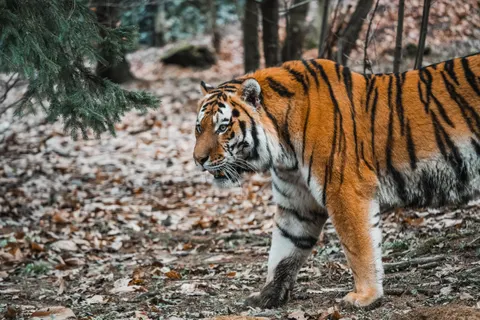 والپیپر ببر با کیفیت 4K · animals · 3840×2560
