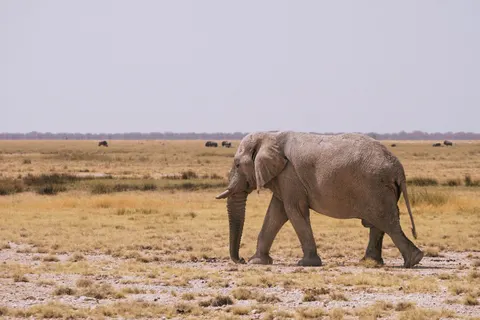 Elephant 4K Wallpaper · animals · 3840×2560