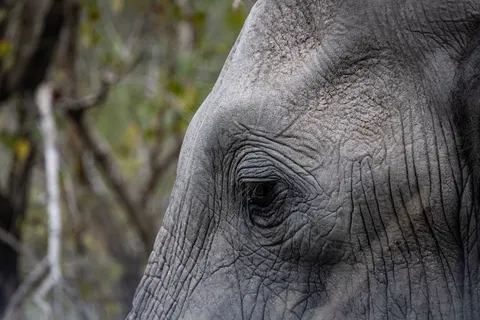 Olifant 4K-achtergrond · animals · 3840×2561