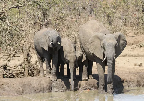 Wallpaper Gajah 4K · animals · 3840×2692