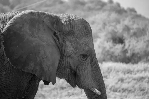 हाथी 4K वॉलपेपर · animals · 3840×2560
