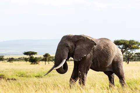 हाथी 4K वॉलपेपर · animals · 3840×2560