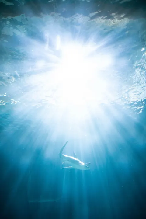 水中のブルー スマホ壁紙 · ocean_v · 1440×2160