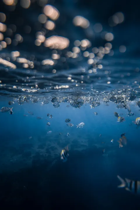 Underwater Blue Phone Wallpaper · ocean_v · 1440×2163
