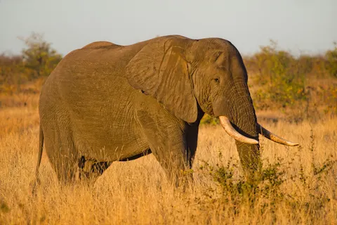 Fond d'écran Éléphant 4K · animals · 3840×2563