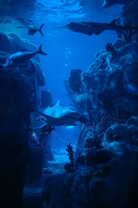 Подводная синева обои для телефона · ocean_v · 1440×2160