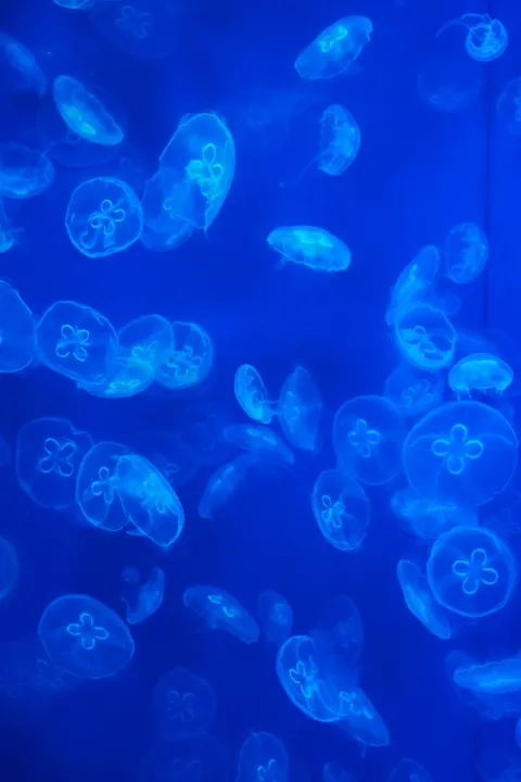 آبی زیر آب والپیپر موبایل · ocean_v · 1440×2160