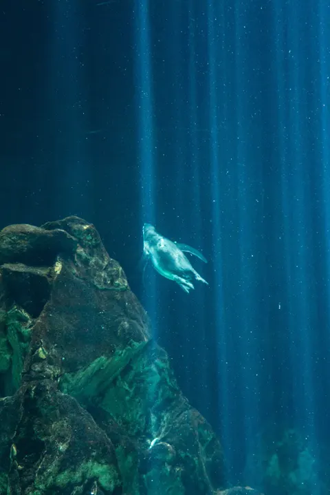 Underwater Blue Phone Wallpaper · ocean_v · 1440×2158